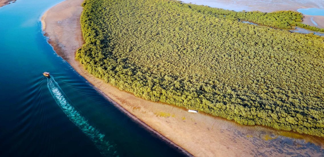 Mangrove Coastline