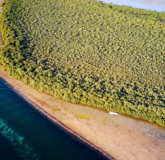 Mangrove Coastline